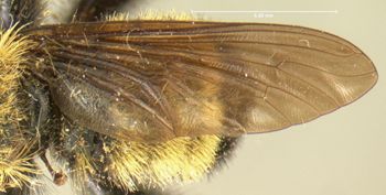 Media type: image;   Entomology 12839 Aspect: wing